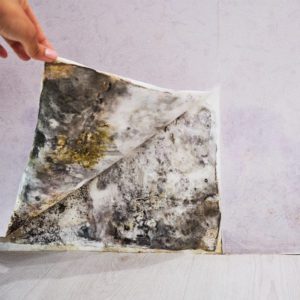 Mold Removal in Edmonton