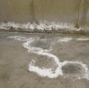 Photo showing Efflorescence in basement